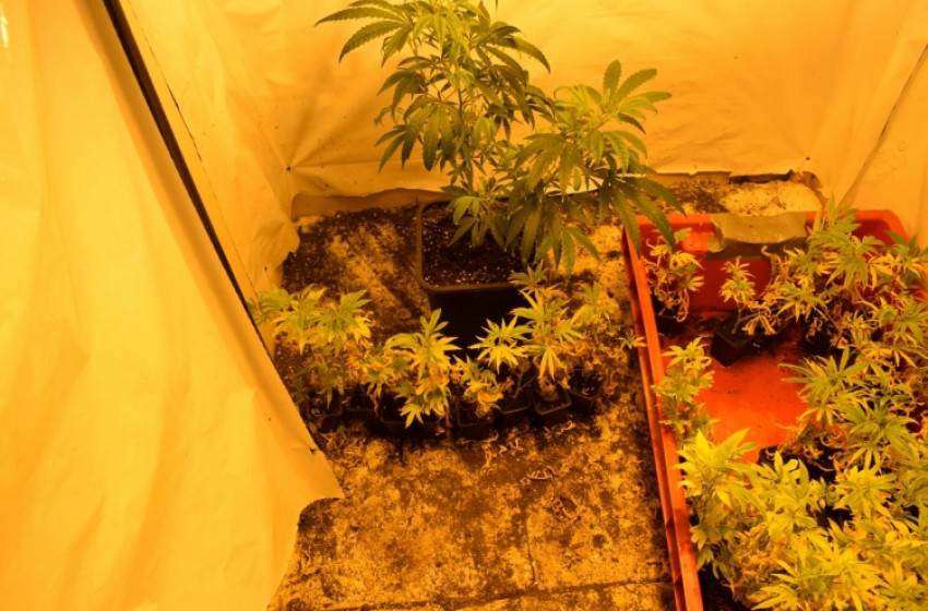 Lezárt vizsgálat: Kábítószert termesztett otthonában