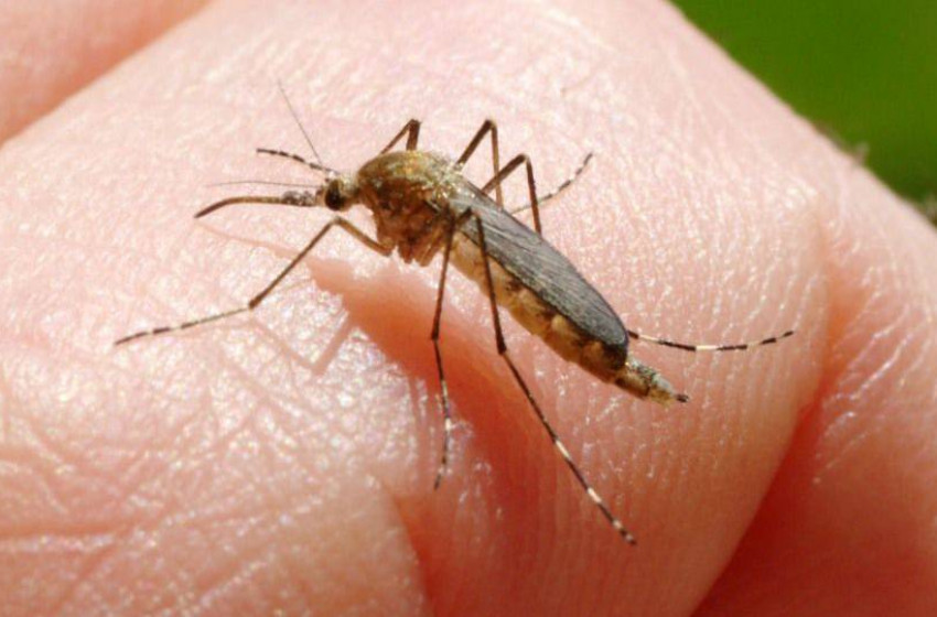  A Duna mentén jelentős, máshol mérsékelt a szúnyogártalom