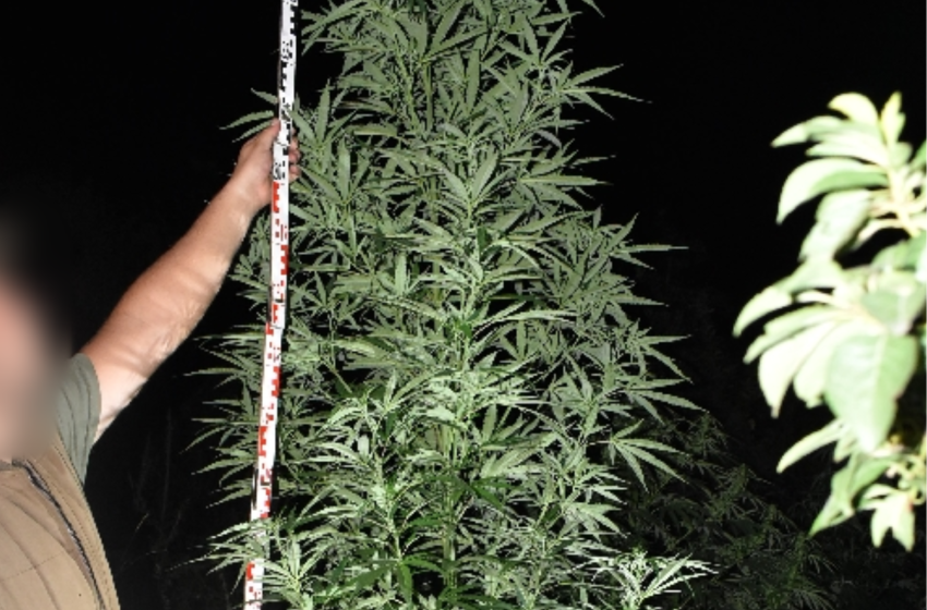 Csorna mellett egy szeméttelep környékén termesztette a kannabiszt
