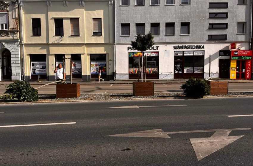 Két fát is kitört a vihar Csornán a Palotasoron