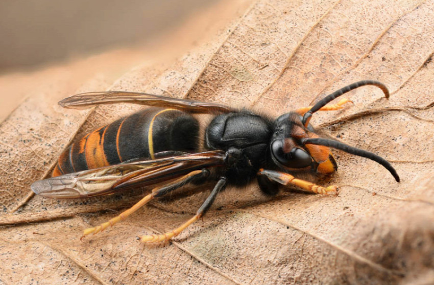 Halálosan veszélyes lódarázs jelent meg a Szigetközben