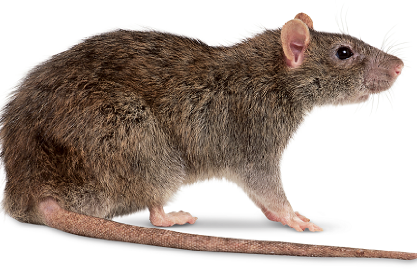 Patkánytámadás Kapuváron