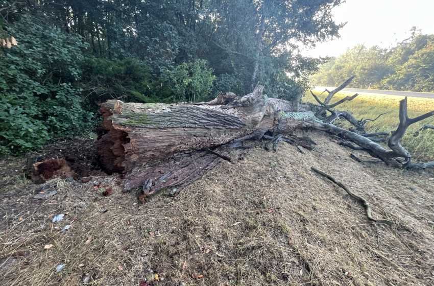 Vitnyéd - Kidőlt a több száz éves tölgy, amely a VÖRÖSKÉP-et tartotta