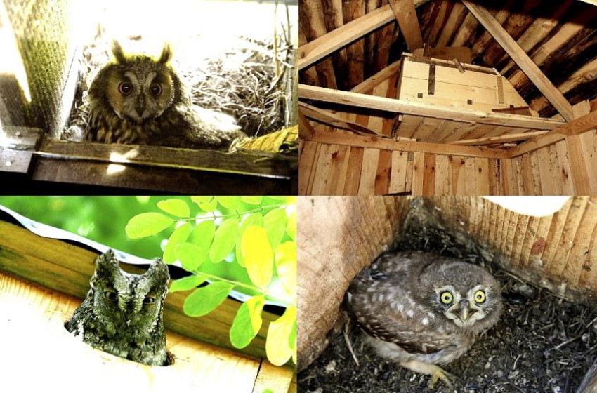MME: a baglyok szaporodását költőládák kihelyezésével segítheti a lakosság