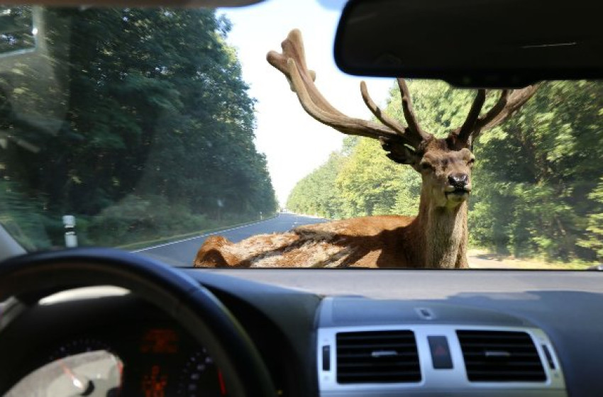 Vadat gázolt el egy autó a 84-es főúton