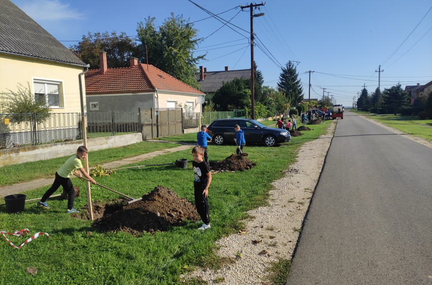 Országfásítás - 30 db gömb szivarfát ültettek el Rábatamásiban