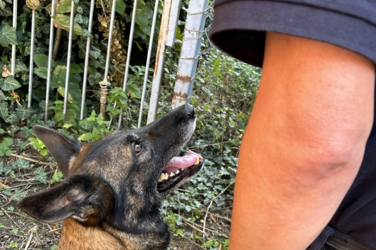 Nyomra vezetett Lejla 