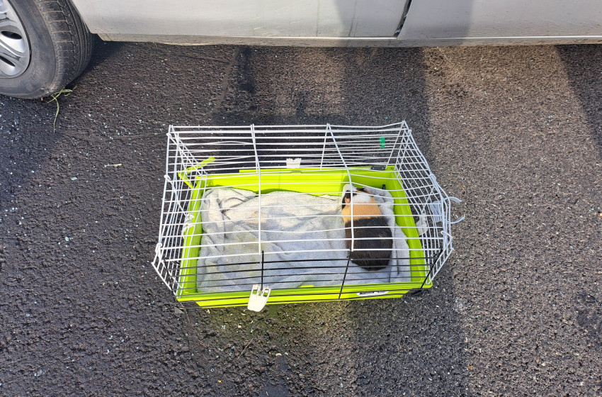 Megúszta! Elvégre tengerimalac…” – súlyos baleset után találtak még egy utast a tűzoltók az egyik autóban