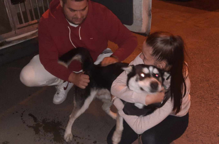 240 kilométerre az otthonától találták meg az ellopott huskyt