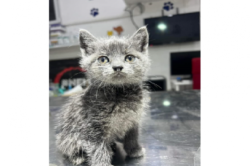 „Azt akartam, hogy biztosan jó helyre kerüljenek" - mondta a kiscicákat Parlament lépcsőjére tevő férfi