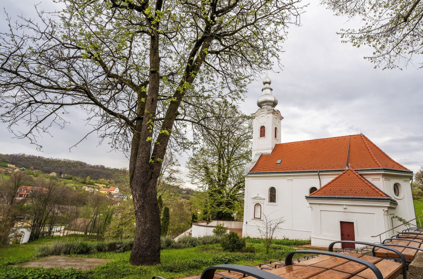 Szekszárdi berkenye lett az Év fája