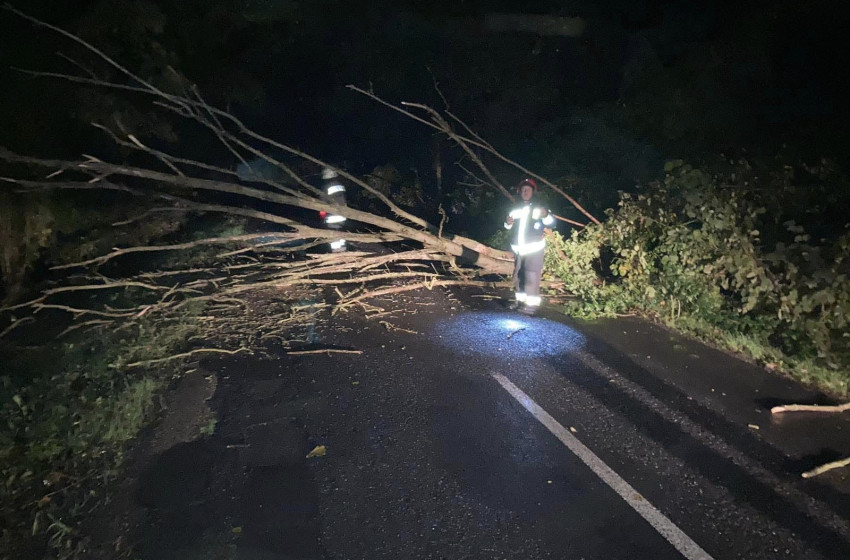 Hatalmas fa dőlt a szigetközi útra éjszaka