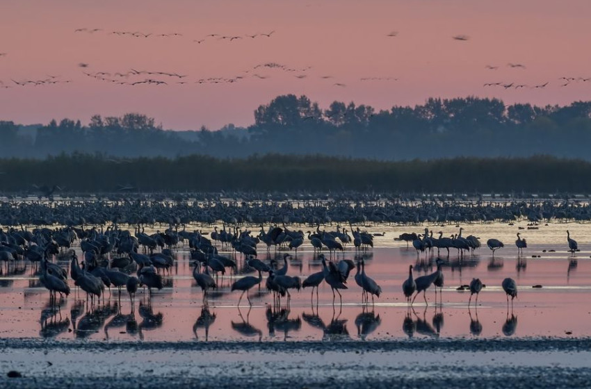Már a 200 ezret közelíti a Hortobágyon állomásozó darvak száma