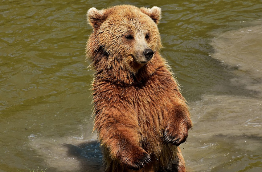 „Itt az ideje, hogy hozzászokjunk, hogy a nagyragadozók visszatértek” – Nagy medvelábnyomokat fotóztak Nógrádban