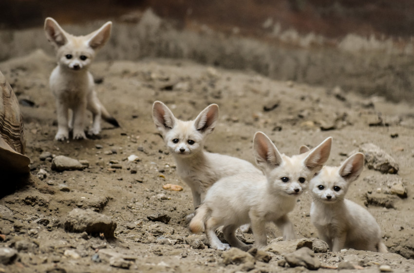Édes sivatagi rókák születtek Nyiregyházán