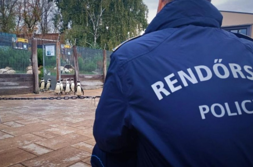 Halloween az állatkertben