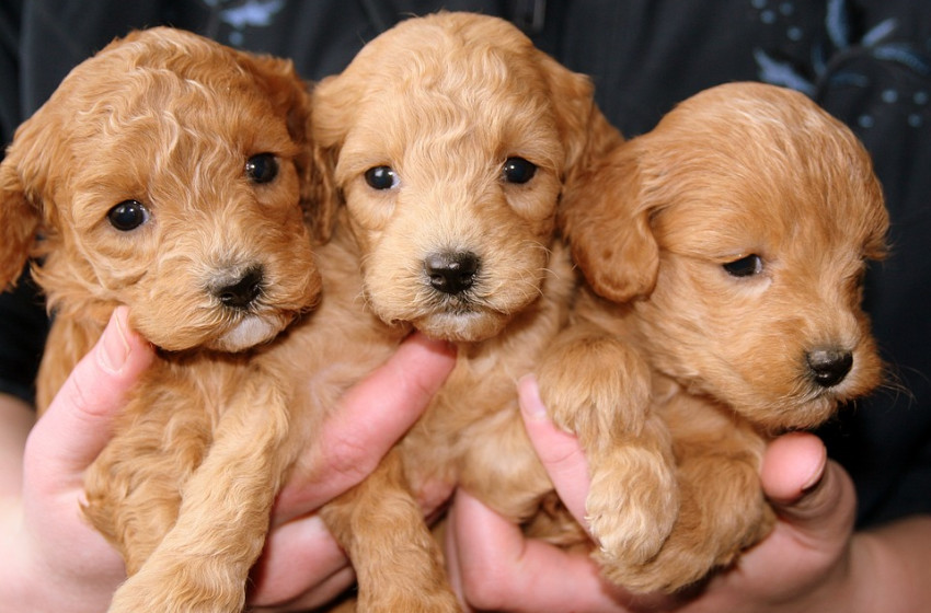 Kölyökkutyákat és cigarettát csempészett egy román sofőr