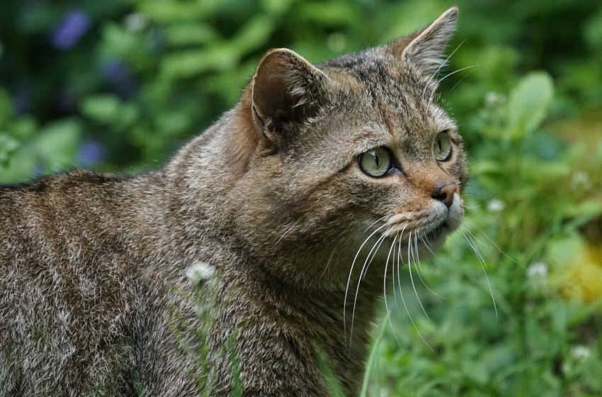 Kukucs! Kamerába nézett a börzsönyi vadmacska