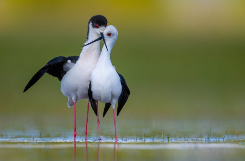 Szerelemről szól az év madárfotója