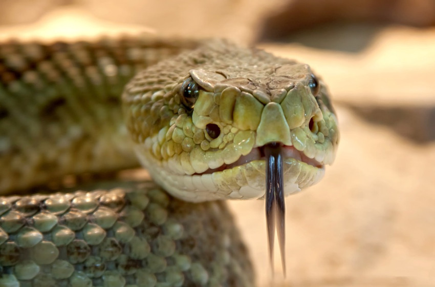 Mérges kígyót vitt volna haza a gyerekeinek a férfi, ha nem marja meg