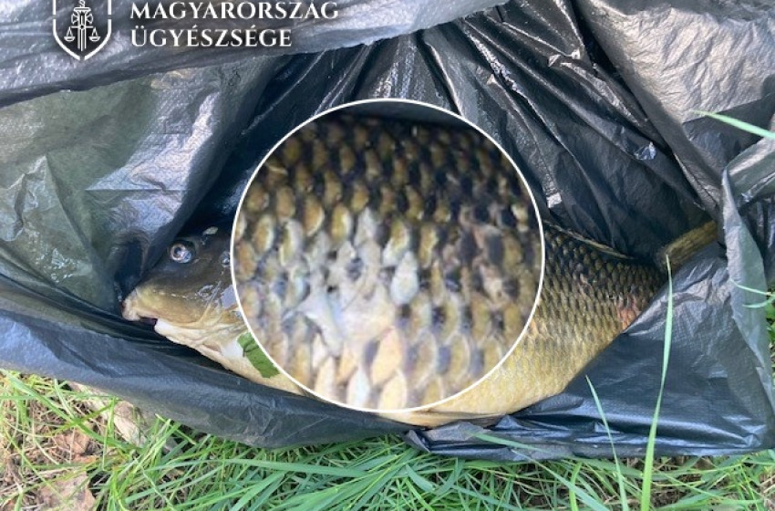 Elmaradt a békaember vacsorája