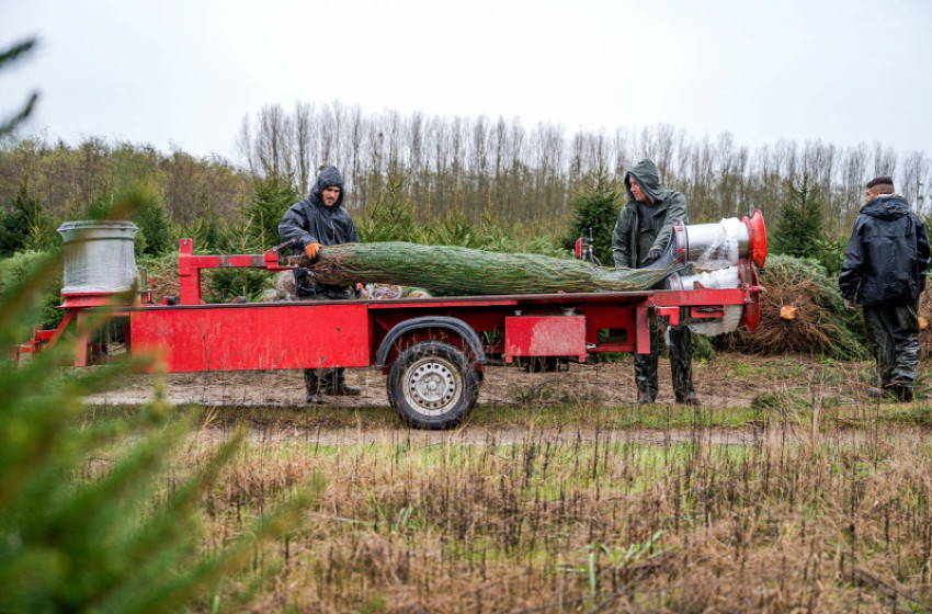 Kiderült melyik fenyő az igazi karácsonyfa