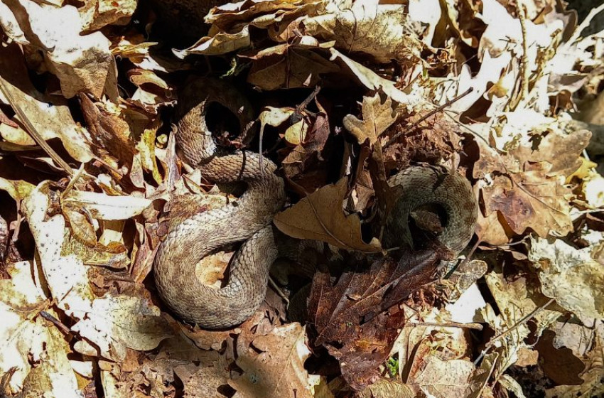 Hetekig tartó szenvedést okozott a zempléni viperamarás