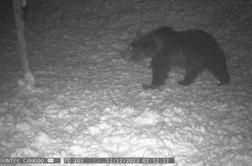 Ismét nagy testű barnamedvét fotózott a vadkamera Nógrádban