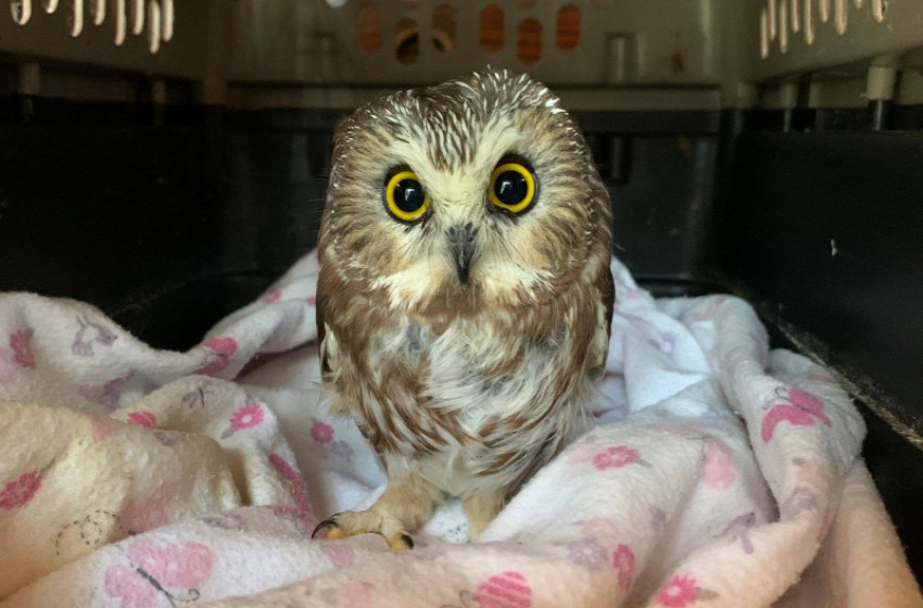 Videó: Apró baglyot talált egy család a karácsonyfájuk ágai között