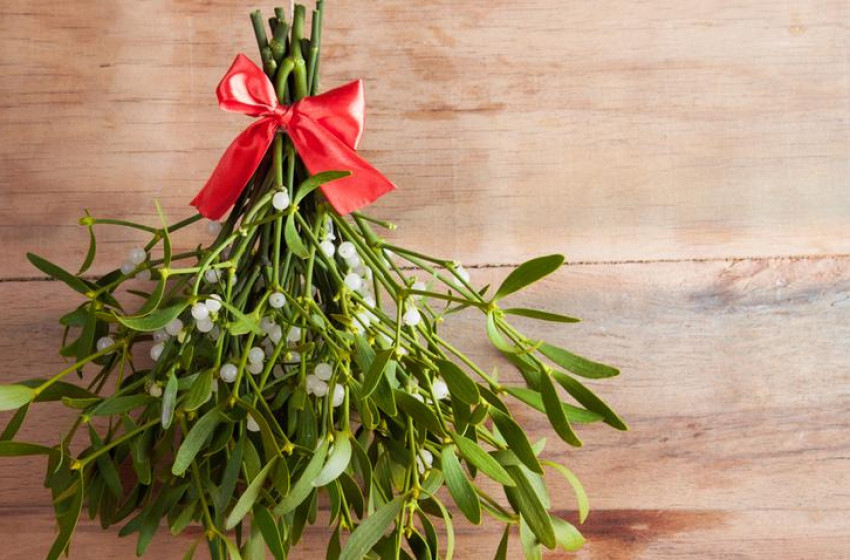 Fehér fagyöngy: a karácsony egyik legértékesebb gyógynövénye