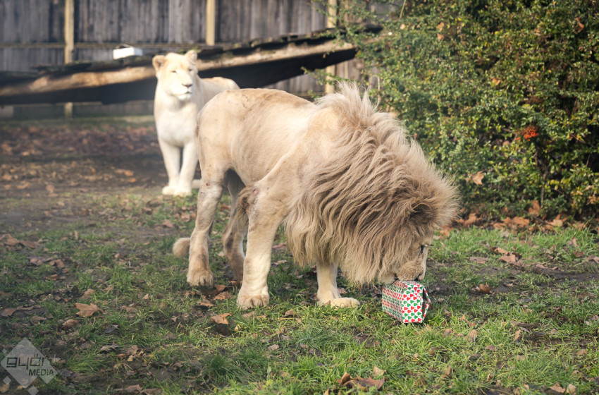 Karácsony a győri állatkertben