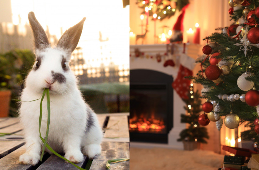 Hadműveletet indítottak a karácsony ellen a nyuszik Texasban, még a rendőrség is intézkedett miattuk