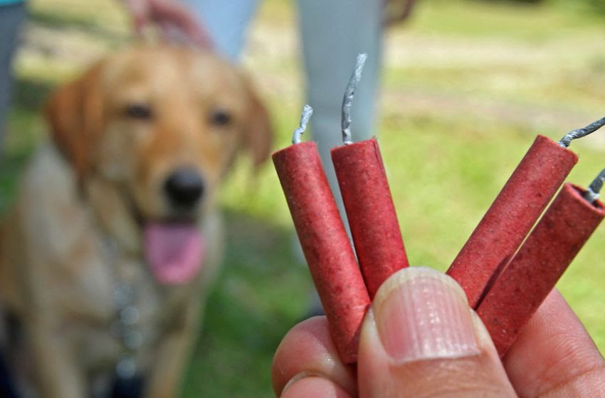 Felejtsük el a petárdázást, legyen állatbarát a szilveszteri ünneplés