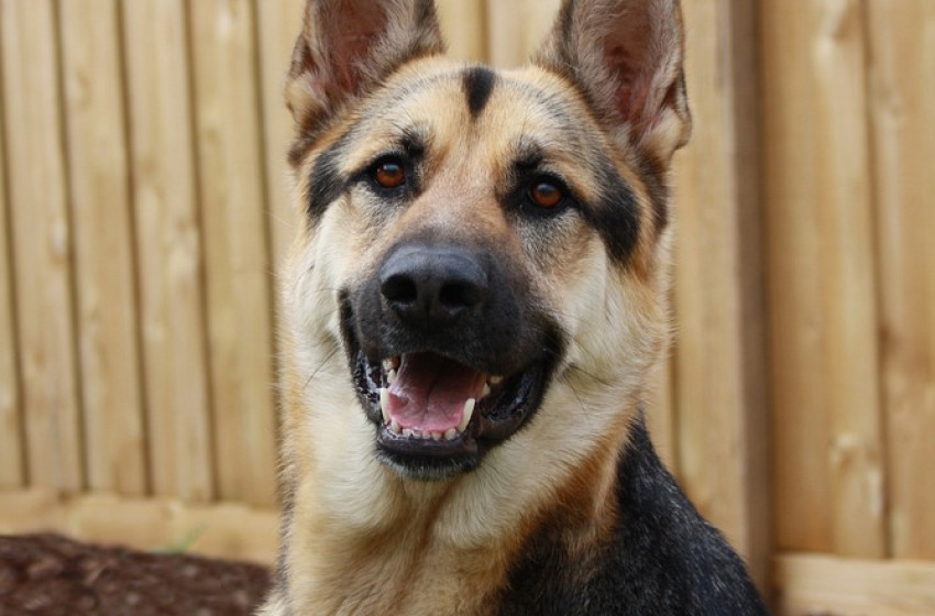  Kutyakiválasztás a rendőrségen