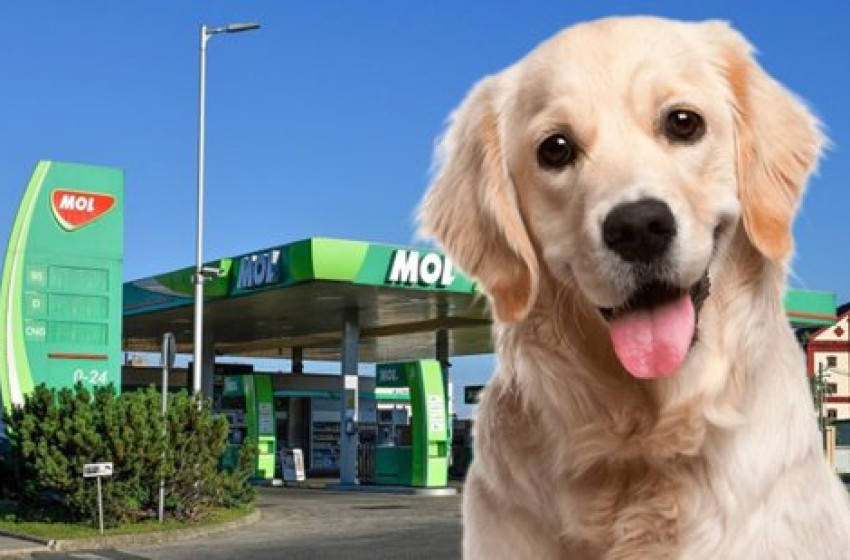 Már 204 kutyachip-leolvasóval felszerelt Mol-kút van az országban