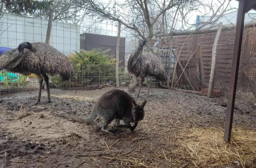 Befogták a tápióbicskei kóborló kengurut