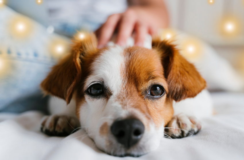 Így segíts a kutyádnak túlélni a szilvesztert