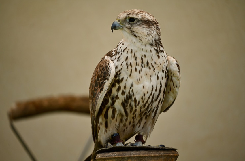 A kerecsensólyom az év madara 2024-ben