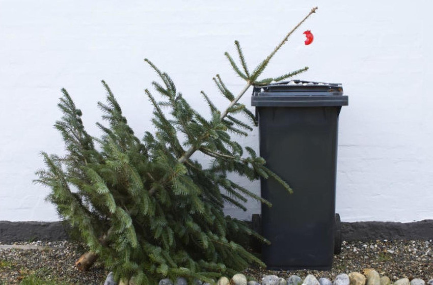 Elszállítják a fenyőket Csornán