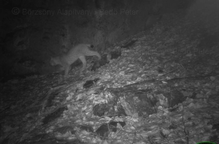 Fél év után előkerült a börzsönyi hiúz