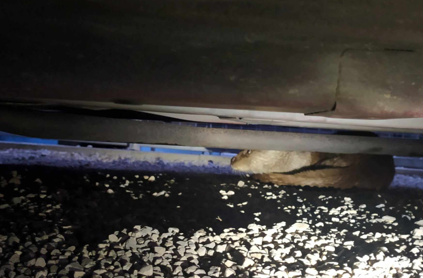 Vidra költözött egy autó motortérbe Fonyódnál