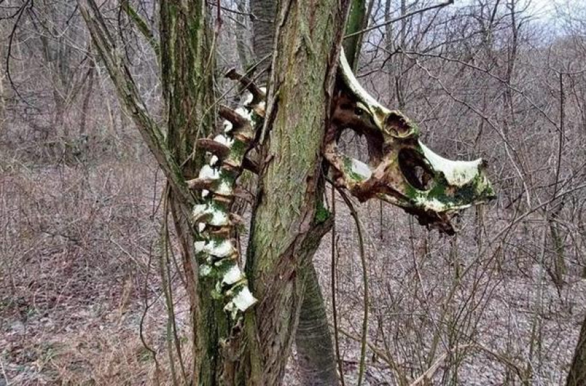 Rejtélyes csontvázra bukkant egy terepfutó a dorogi erdőben