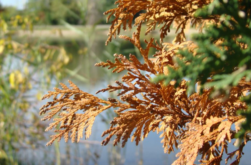 Pusztulnak a tuják, meg vannak számlálva a napjaik