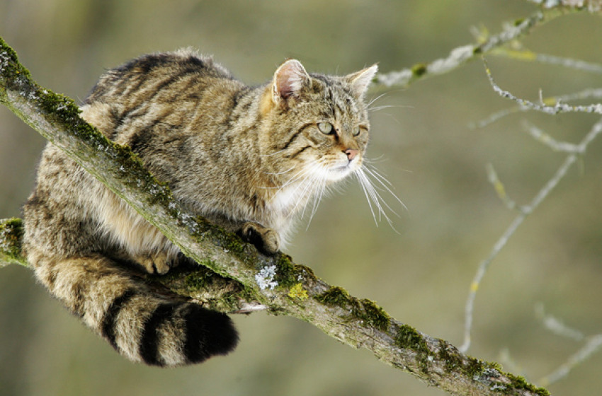 A vadmacska az év emlőse 