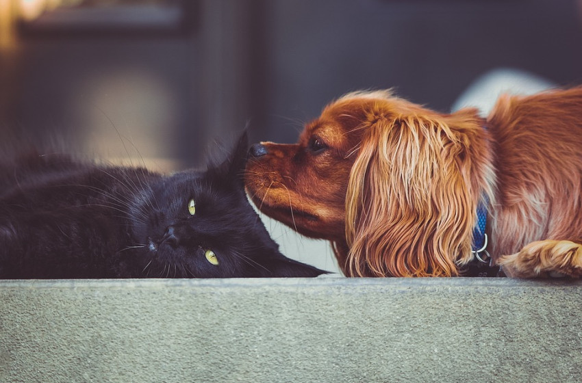 5 növény, amely mérgező a kutyákra és macskákra