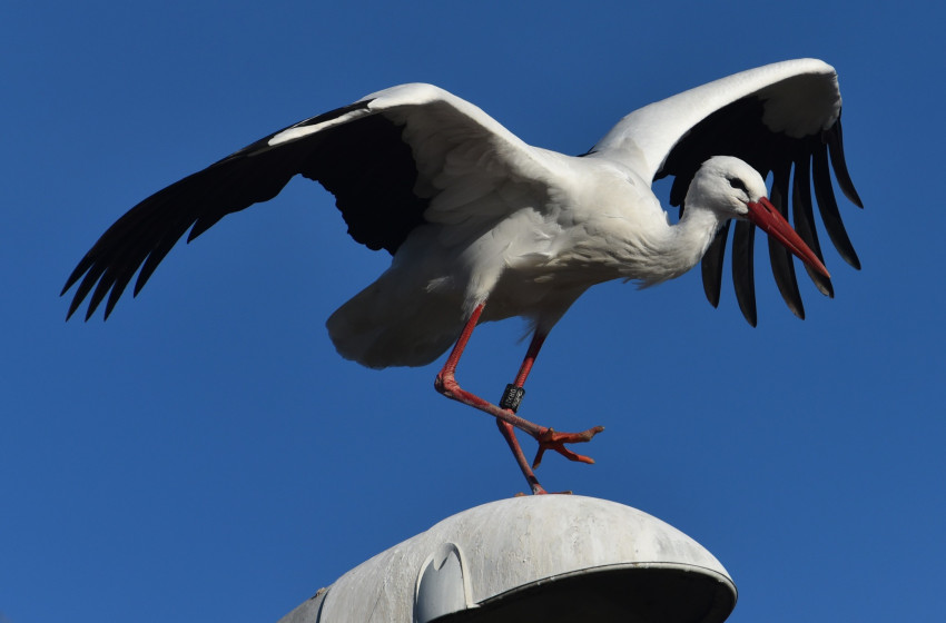 Elfoglalta hortobágyi fészkét az ország legrégebben áttelelő gólyája
