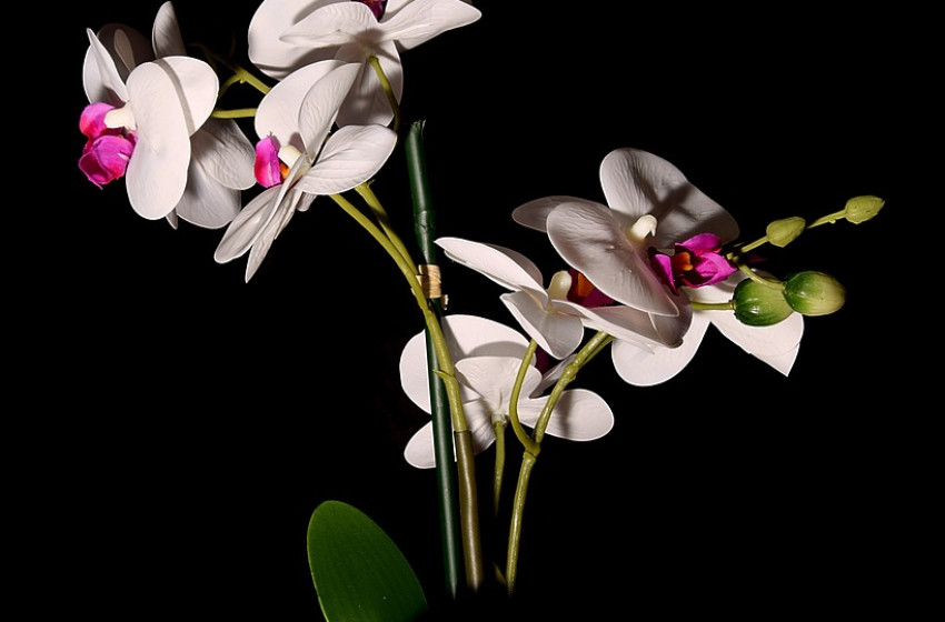 3 hatékony tipp az orchideád hosszan tartó virágzásáért