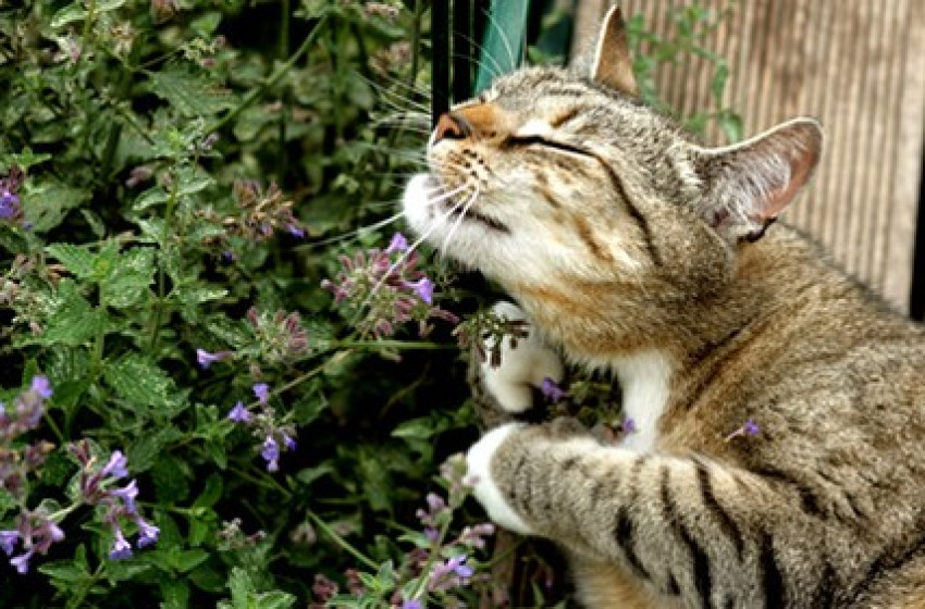 Ettől a növénytől boldogságban úsznak a macskák