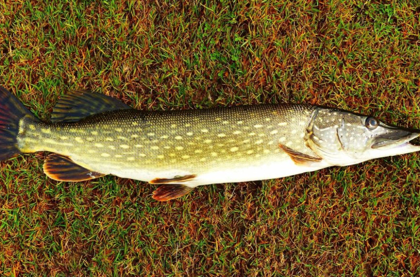 Életbe lépett az országos csukatilalom