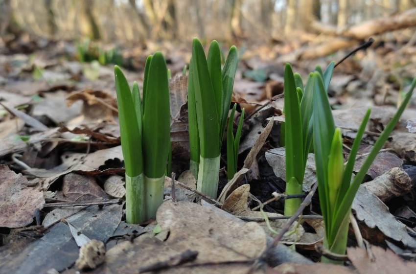Előbújtak az első tőzikék a csáfordi erdőségben